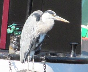 Heron on Tonys boat